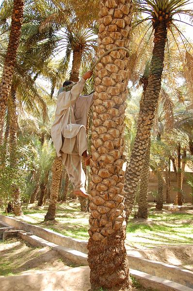 05-Dattelpalmenfarm_001.JPG - (C)Peter Graefling 2008