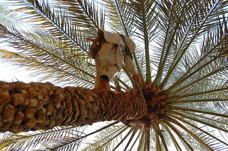 05-Dattelpalmenfarm_002.JPG - (C)Peter Graefling 2008