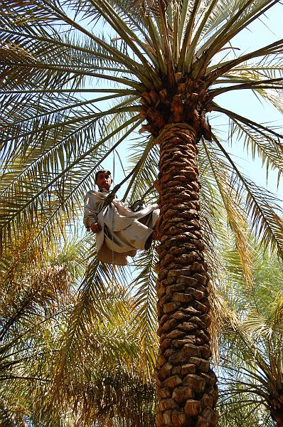 05-Dattelpalmenfarm_003.JPG - (C)Peter Graefling 2008