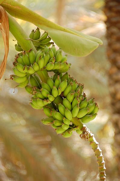 05-Dattelpalmenfarm_004.JPG - (C)Peter Graefling 2008