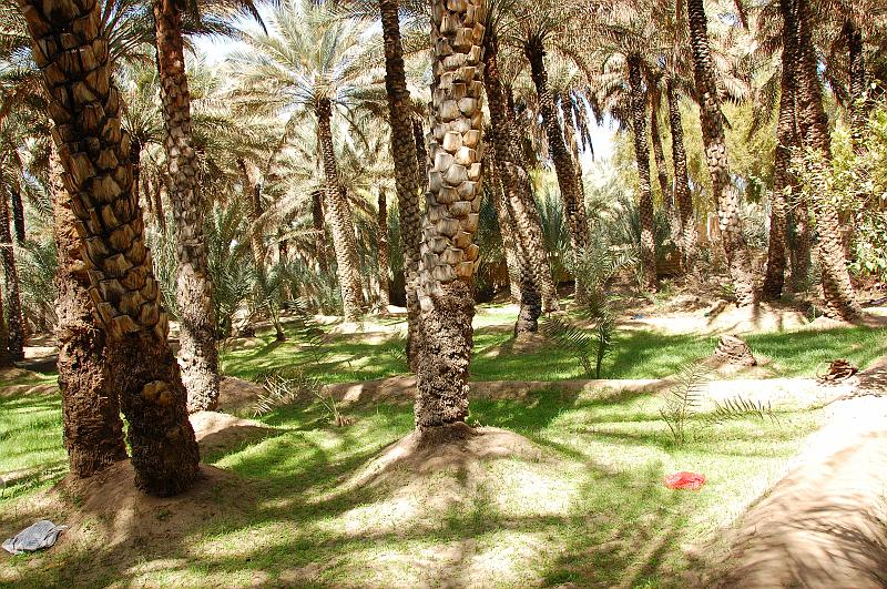 05-Dattelpalmenfarm_005.JPG - (C)Peter Graefling 2008