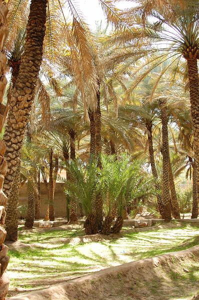 05-Dattelpalmenfarm_006.JPG - (C)Peter Graefling 2008