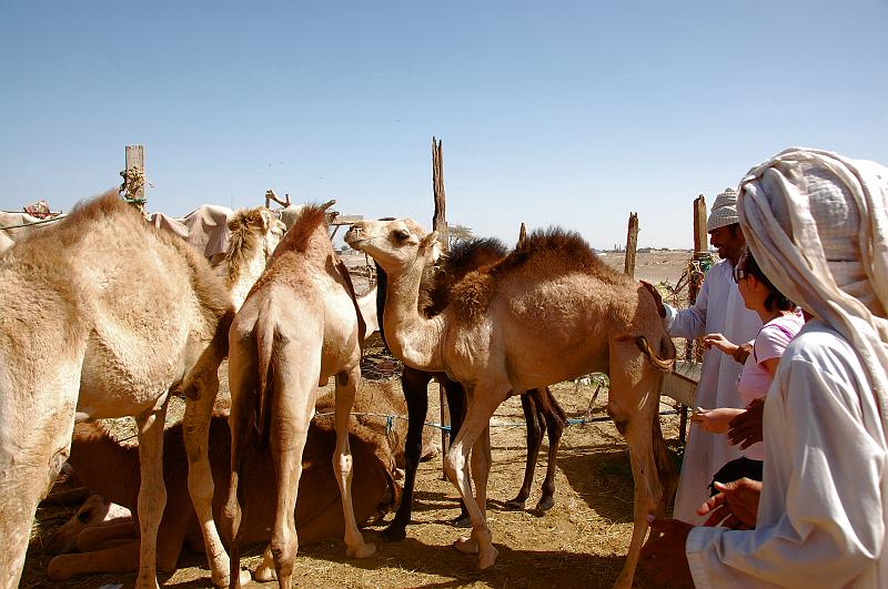07-Kamelmarkt_002.JPG - (C)Peter Graefling 2008