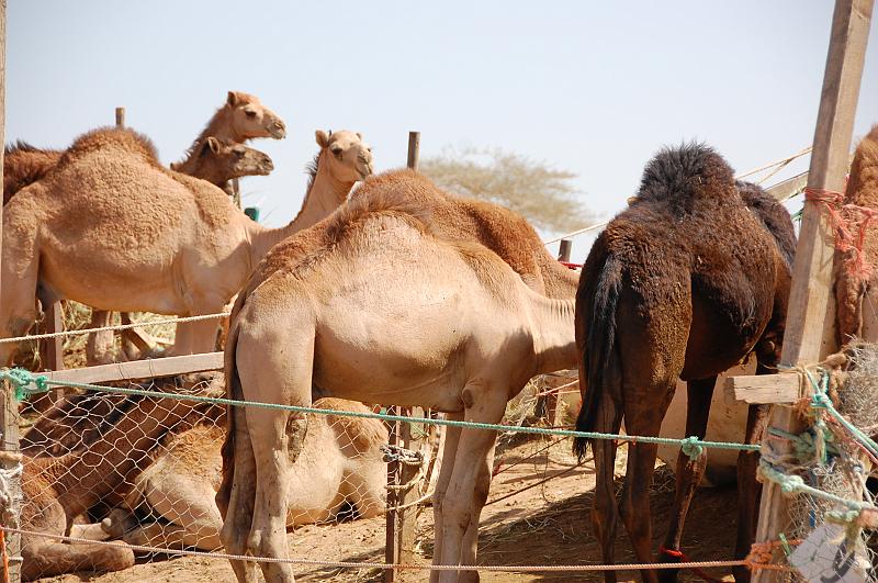 07-Kamelmarkt_014.JPG - (C)Peter Graefling 2008