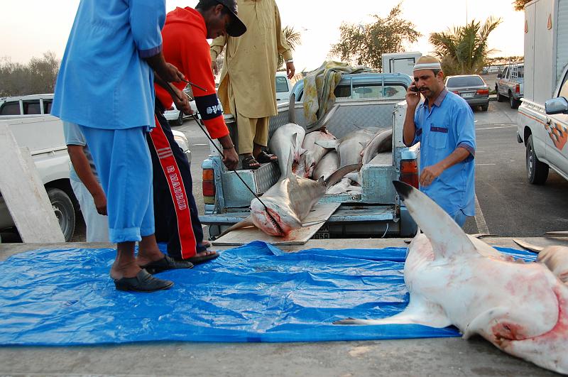 10-Fischmarkt_Dubai_014.JPG - (C)Peter Graefling 2008
