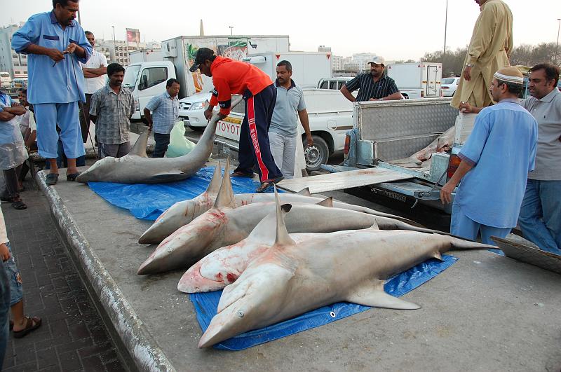 10-Fischmarkt_Dubai_015.JPG - (C)Peter Graefling 2008