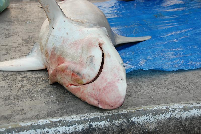 10-Fischmarkt_Dubai_016.JPG - (C)Peter Graefling 2008