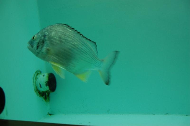 12-Diving_Village_002.JPG - (C)Peter Graefling 2008