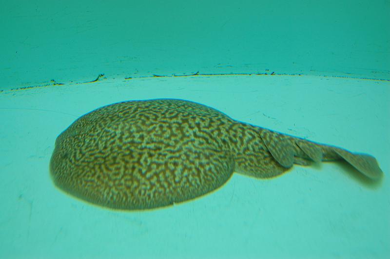 12-Diving_Village_003.JPG - (C)Peter Graefling 2008