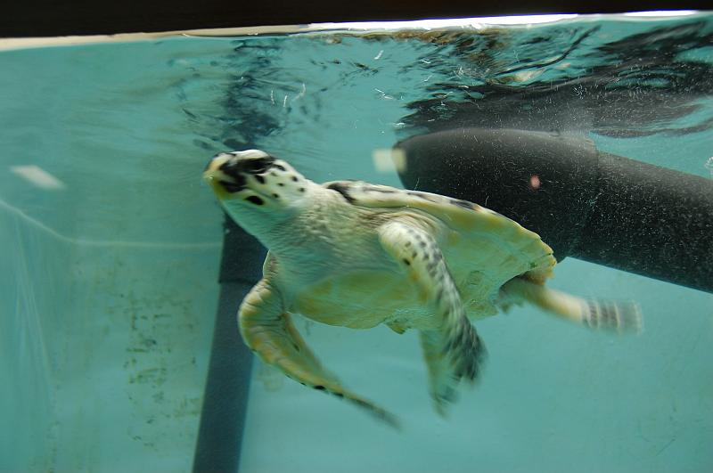 12-Diving_Village_004.JPG - (C)Peter Graefling 2008