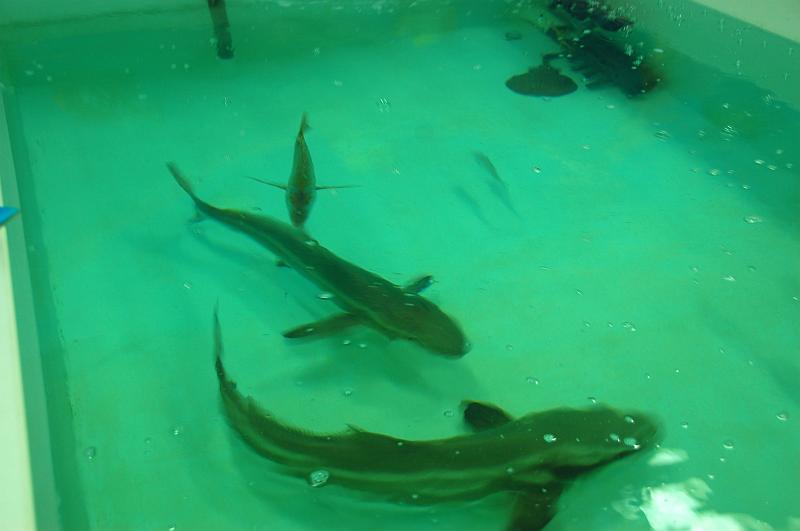 12-Diving_Village_005.JPG - (C)Peter Graefling 2008